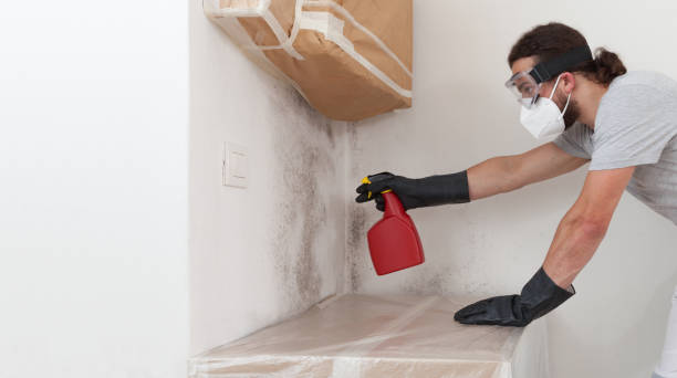 Professional Attic Mold Removal technician working in Bellvue, CO