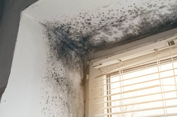 Affordable Attic Mold Removal solutions in Bellvue, CO