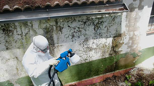 Top rated local Attic Mold Removal specialists in Bellvue, CO